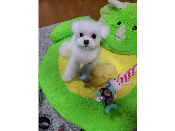 卒業犬サクラちゃんの近況♪